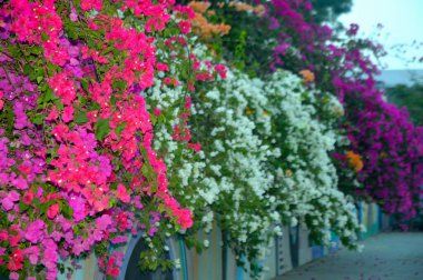 Çok renkli bougainvillea sarmaşıklarının göz kamaştırıcı bir gösterisi. Süslü güzelliklerini sergiliyorlar. Bu bereketli ve ışıl ışıl çiçek demetleri tropikal cazibe ve botanik zarafet ekler, onları dekoratif bahçeler ve manzaralar için mükemmel kılar..