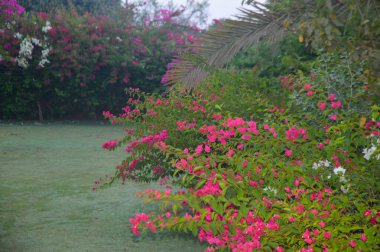 Beyaz ve pembe bougainvillea sarmaşıklarının göz kamaştırıcı bir gösterisi, zarif süsleme güzelliği. Bu canlı çiçek kümeleri tropikal cazibe ve bereketli sofistike, botanik temalar, dekoratif bahçeler ve resimli manzaralar için mükemmel..