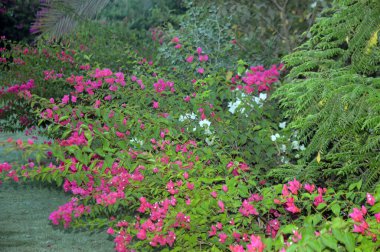 Beyaz ve pembe bougainvillea sarmaşıklarının göz kamaştırıcı bir gösterisi, zarif süsleme güzelliği. Bu canlı çiçek kümeleri tropikal cazibe ve bereketli sofistike, botanik temalar, dekoratif bahçeler ve resimli manzaralar için mükemmel..