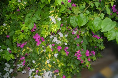 Beyaz ve pembe bougainvillea sarmaşıklarının göz kamaştırıcı bir gösterisi, zarif süsleme güzelliği. Bu canlı çiçek kümeleri tropikal cazibe ve bereketli sofistike, botanik temalar, dekoratif bahçeler ve resimli manzaralar için mükemmel..