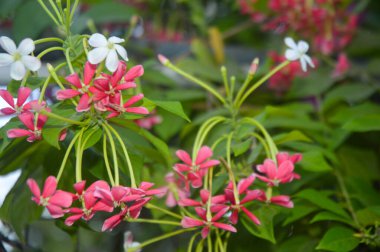 Rangoon Sarmaşığı, aynı zamanda Burma Sarmaşığı olarak da bilinir, gür pembe ve kırmızı çiçeklerle süslenmiş canlı bir sarmaşıktır. Egzotik süsleri ve güzel kokulu çiçekleri sayesinde tropik bahçeler ve botanik temalar için mükemmel..