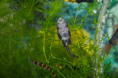 Büyüleyici bir akvaryum sahnesi. Cama yapışmış bir plecostomus, yemyeşil su bitkileriyle çevrili. Canlı ortam, mavi ve sarı arka planı ve yüzen kabarcıkları olan çizgili palyaço loach ve diğer renkli balıkları içerir..