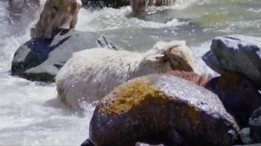 Koyunların nehri geçerken kayaların üzerinden düşüşünü gösteren yavaş çekim videosu.