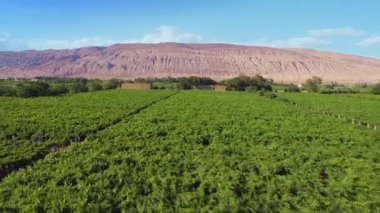 Alev Dağı eteğindeki sonsuz bağların havadan çekilmiş videosu.