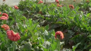 Seraya ekilen çiçekler solmuş.