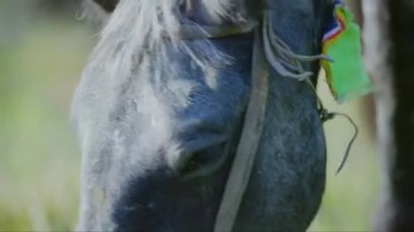 Yakın mesafeden ot yiyen bir at.