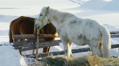 Karla kaplı bir kaleme bağlanmış bir atın videosu.