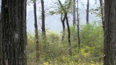 Ağaçların ve otların dönüm noktası