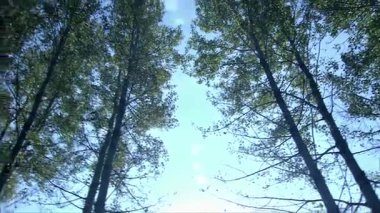 Yukarı bak ve gökyüzüne bak, ağaçların tepelerine, rüzgarın esintisine düşmüş yapraklara