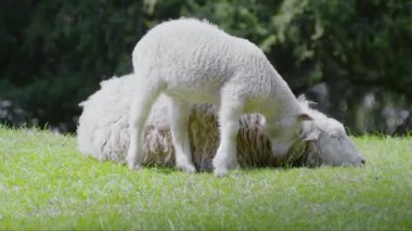 Otların arasında, küçük bir koyun annesine sarılıyor.