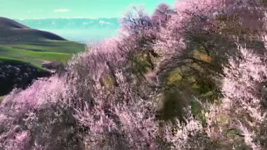 Kayısı ağaçlarından oluşan bir koruluğun tepede açtığı hava videosu.
