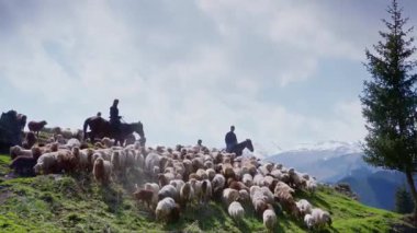 Yamaçtan koyunları süren çobanların videosu.