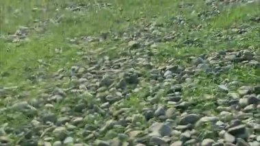 Birinci şahıs bakış açısı: dağlardaki çimlerde sendeleyerek yürümek