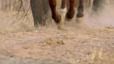 At ağır çekimde, at toynağı yakın planda.