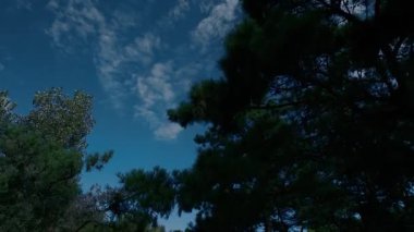 Mavi gökyüzünün, beyaz bulutların, çam ağaçlarının ve vadilerin hava fotoğrafçılığı