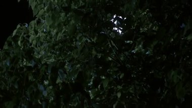 Ay ışığı gece meltemde esen yaprakların üzerinde parlar.