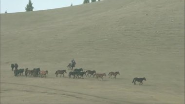 Kuzeybatı Çin 'deki Gobi Çölü' nde atları gütmek.