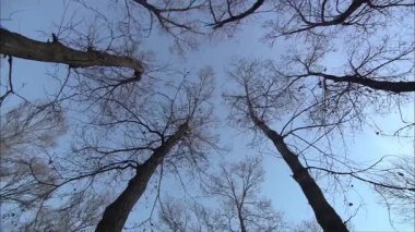 Yukarı bak ve gökyüzüne ve ağaçlara ateş etmek için dön.