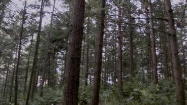 Ormana bakıyorum, Video.