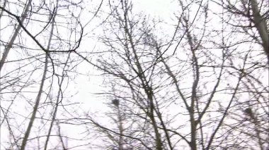 Her iki taraftaki ağaç tepelerini vurmak için yukarı bakın.