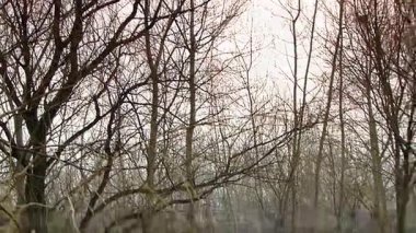 Ormandan bir cip yaklaşıyordu..