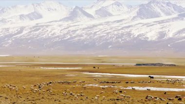 Karla kaplı dağların eteğindeki dereler ve koyunlar