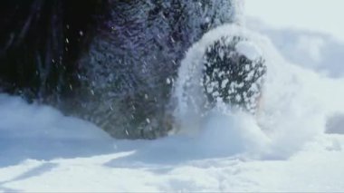 At toynakları yoğun karı ezer ve kar sıçrar.