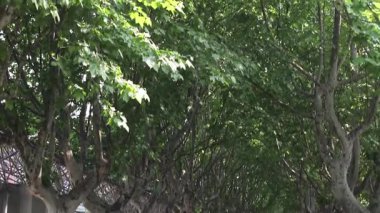 Uzun ve yoğun çınar ağaçları, tepeden tırnağa.