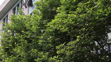 Yüksek bir binanın dışında bitkiler, çekim yerleri.