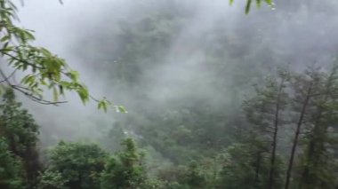 Sisin altındaki dağ ormanı manzarası