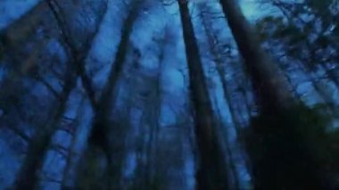 Ormanda gökyüzüne bakan panoramik bir manzara.