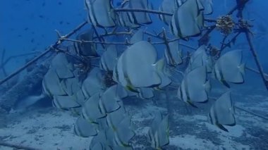 Denizde çeşitli balık