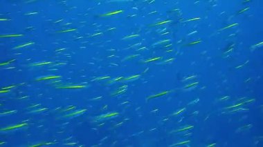 Denizde hızlı yüzen balıklar