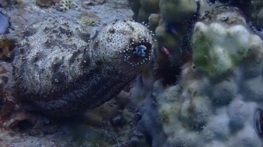 Denizin dibinde ağzını açan bir yaratık.