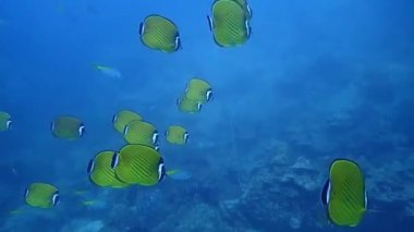 Denizde yüzen balıklara yakın çekim