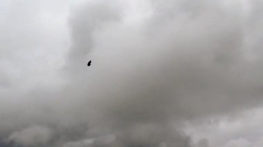 Gökyüzünde kara bulutların altında uçan kartallar