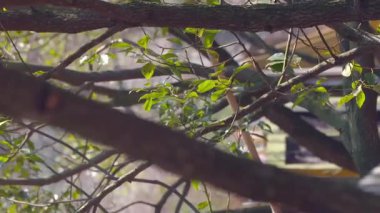 Ağaçlar, sansürler ve yanan tütsü külleri tapınakta.