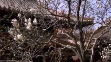 Beyaz yeşil orkide ve menekşe çiçeği.