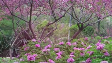 Her çeşit şakayık, yakın çekim.