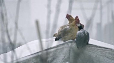 Kar Kısa Videosundaki Tavuk