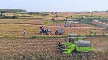 Hasatçı tarlada çalışmakla meşgul.