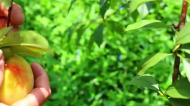 Ağaçtan şeftali topluyor, plastik torbalara koyuyor, el hareketlerini yakından çekiyor.