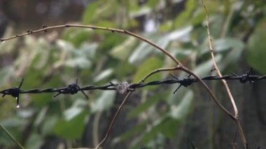 Dikenli teller, saçaklar ve yağmurda yol.