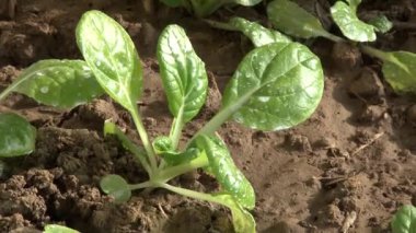 Topraktan yeni yetişen yemyeşil sebzeler.