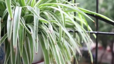 Balkon penceresindeki yağmurda ıslak orkide çimleri