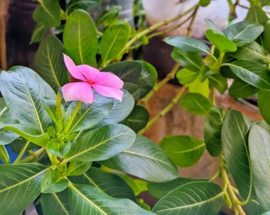 Bahçedeki güzel çiçekler