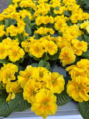 A lively display of vibrant yellow primrose flowers in full bloom with lush green leaves. The primroses are arranged closely, showing off their vivid colors and delicate petals. clipart