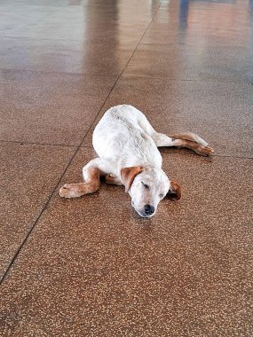 Kiremit döşemede huzurlu bir şekilde uyuyan bir köpek, sakin ve rahat bir poz veriyor. Yumuşak kahverengi fayanslar köpek & 39; 'un kürklü beyaz ve kahverengi ceketiyle tezat oluşturur.