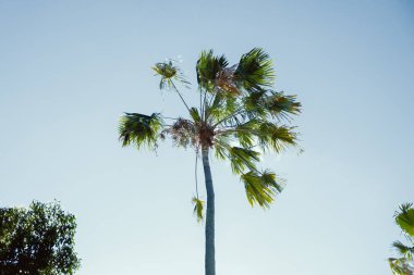 Açık mavi gökyüzüne karşı tropikal palmiye ağacı, alçak açıyla çekilmiş. Parlak güneş ışığı yeşil yaprakları vurgular, taze ve güneşli bir yaz atmosferi yaratır..