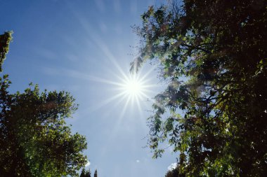 Güneş ışığı, açık mavi gökyüzündeki yeşil ağaç yapraklarının arasından fışkırarak, sakin doğal orman sahnesinde parlak bir yıldız patlaması etkisi yaratır..